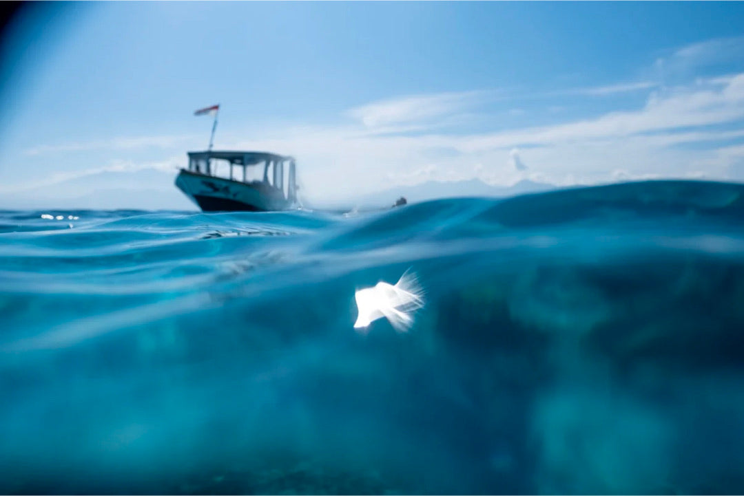 Private Snorkeling with Baby Turtles - 2 hours
