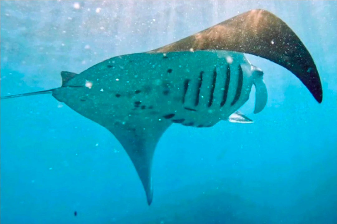 Manta Bay, Lembongan