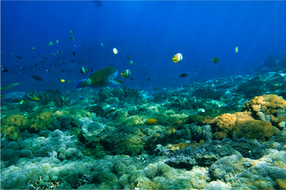 Snorkeling, Lembongan