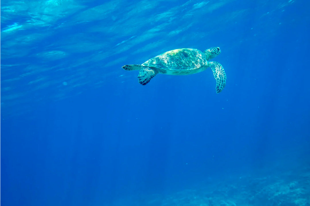 Private Snorkeling with Baby Turtles - 2 hours