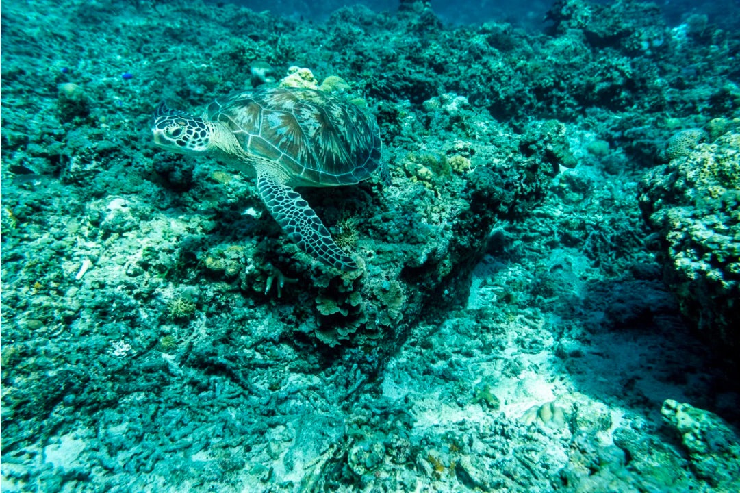 Private Snorkeling with Baby Turtles - 2 hours