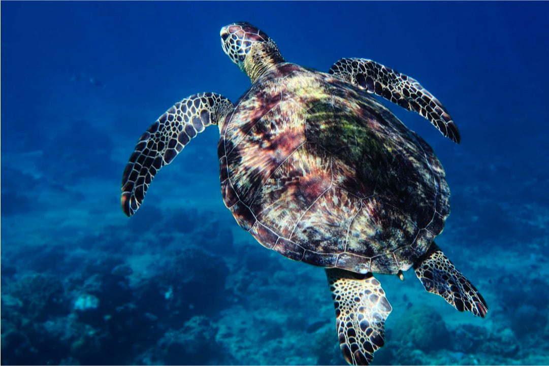 Private Snorkeling Adventure with Baby Turtles - 4 hours