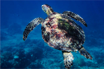 Shared Snorkeling Tour to Statues and Turtle Point